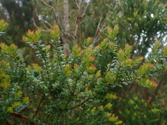 Metrosideros stipularis