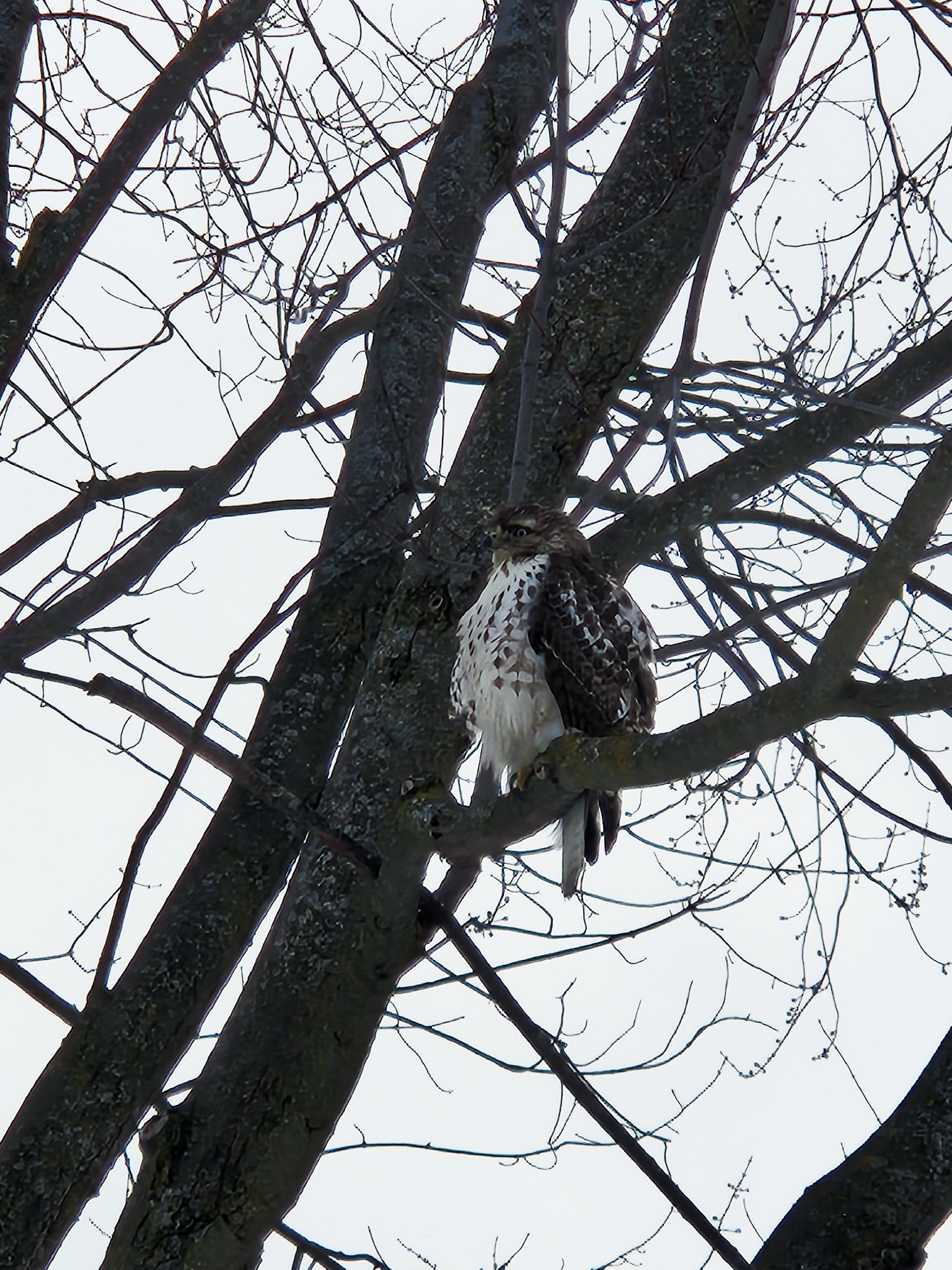 Buteo jamaicensis (Gmelin, 1788)