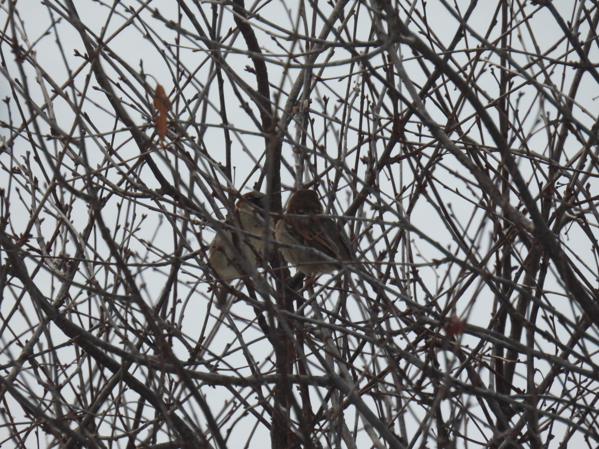 House Sparrow (Passer domesticus), photo 6