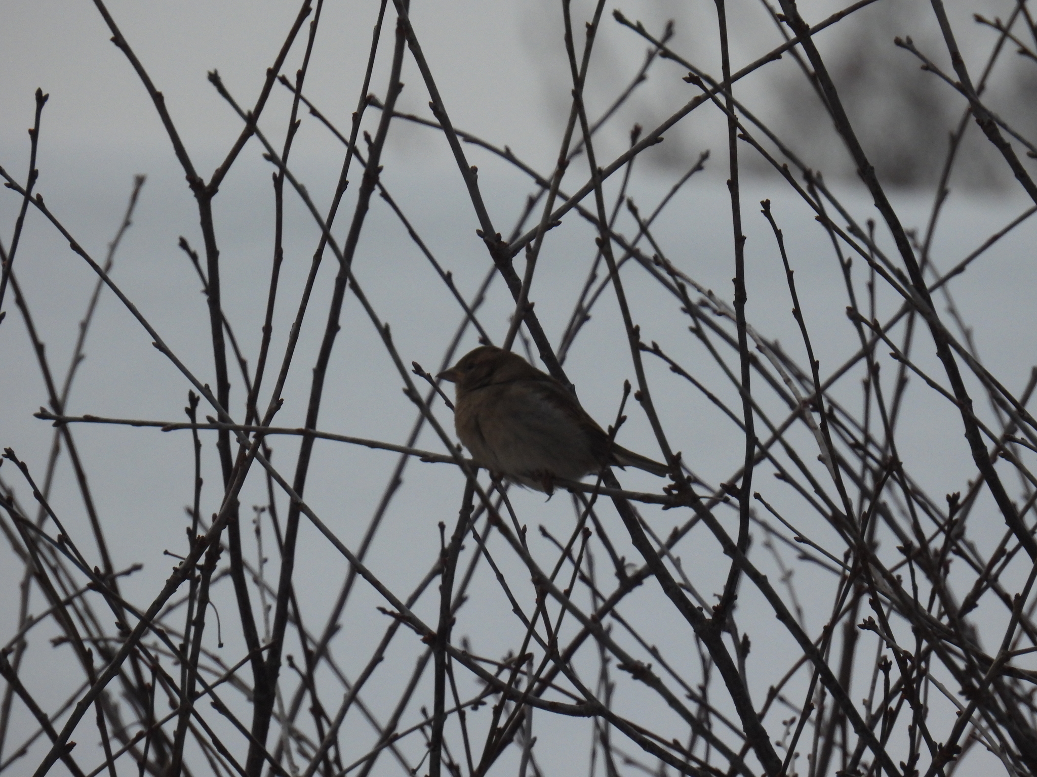 House Sparrow (Passer domesticus), photo 7