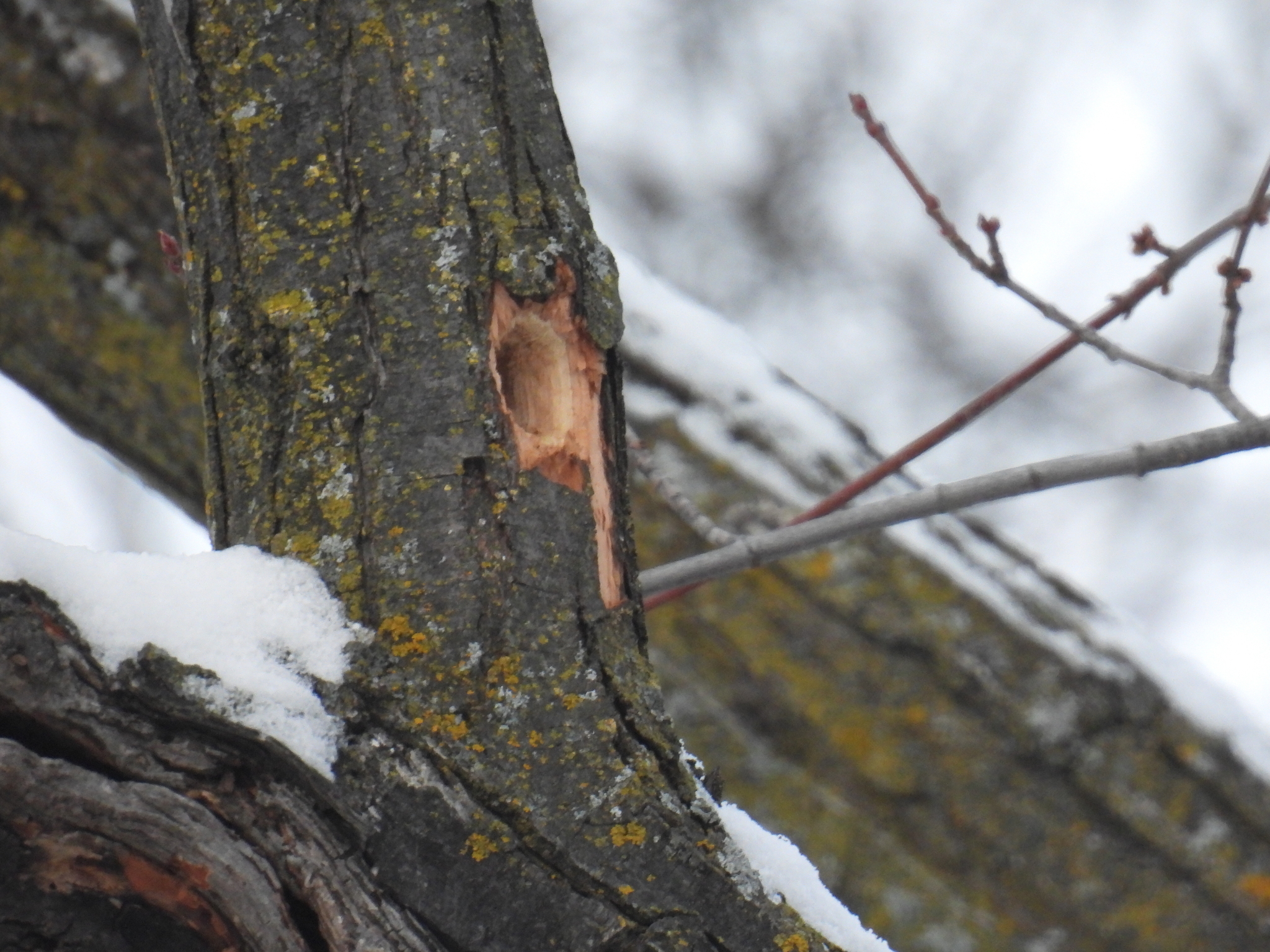 Pileated Woodpecker (Dryocopus pileatus), photo 3