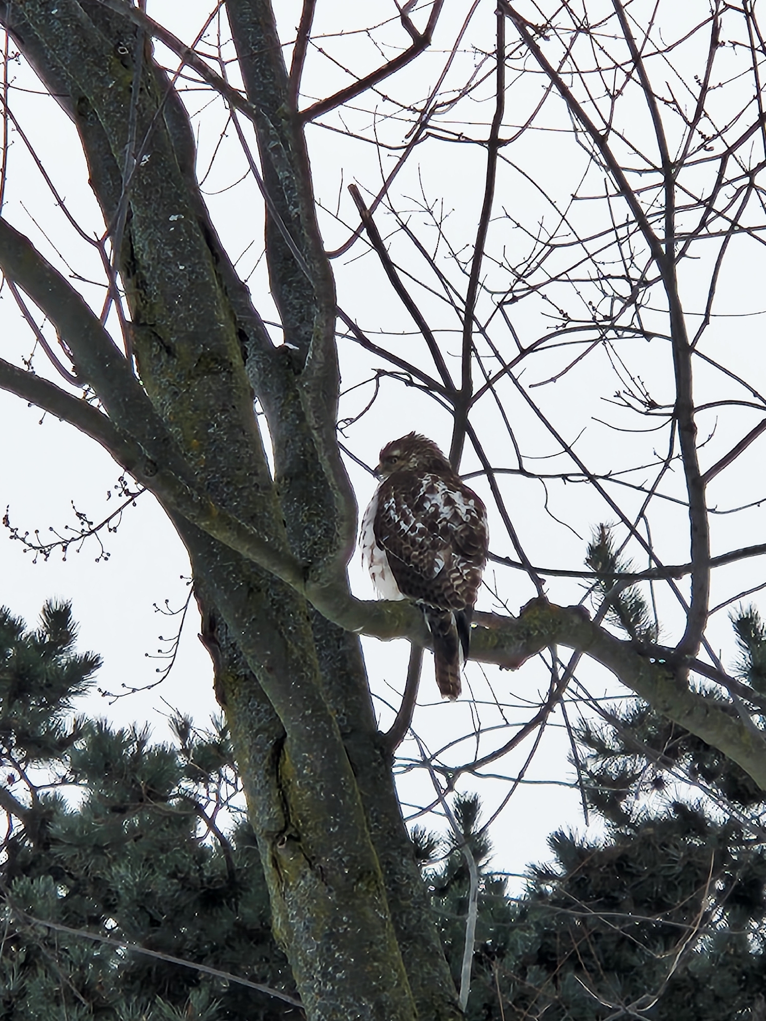 Buteo jamaicensis (Gmelin, 1788)