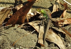 Cnemidophorus ruatanus