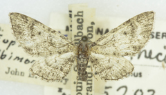 Eupithecia albimontanata