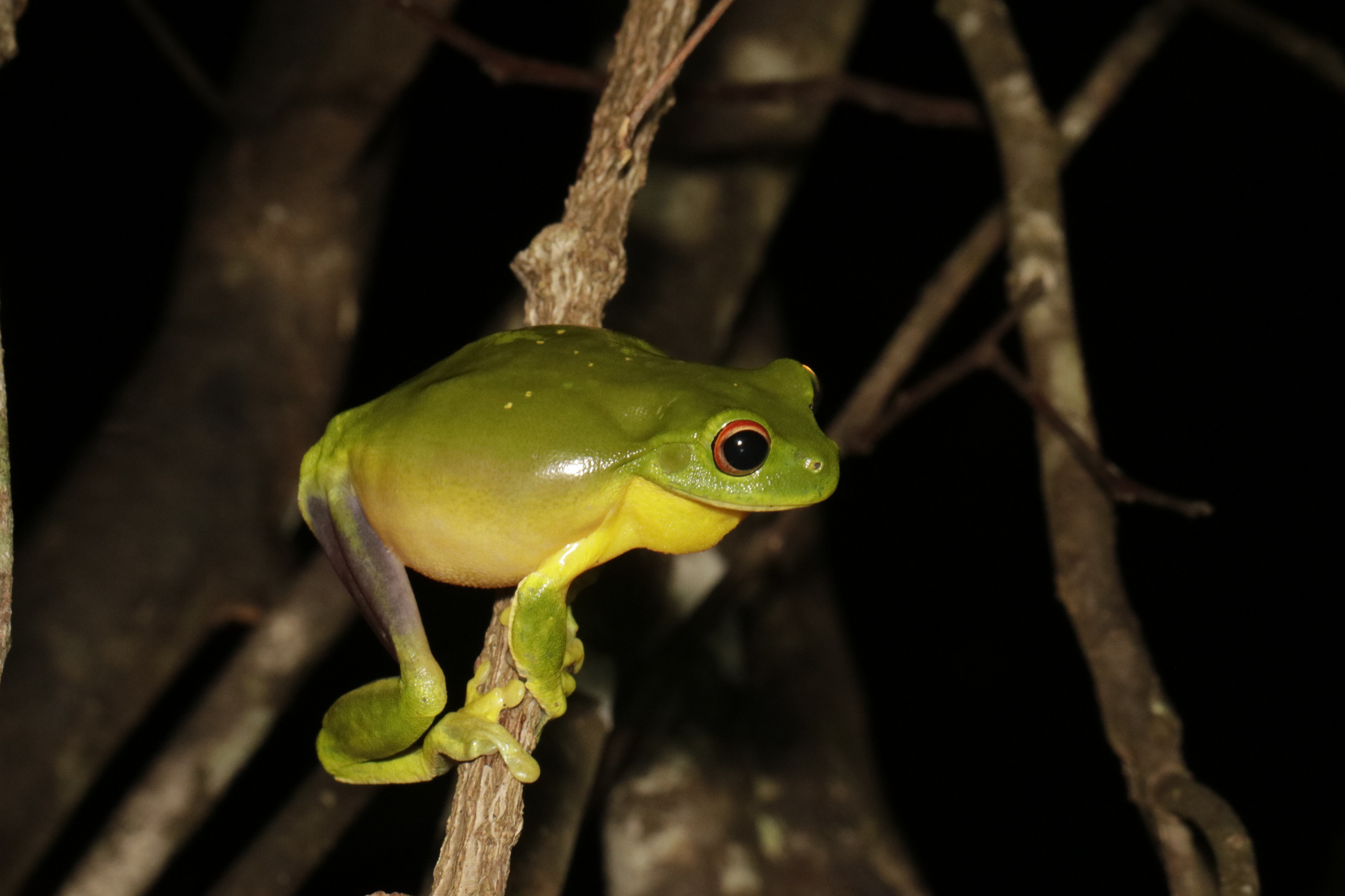 Pelodryadidae