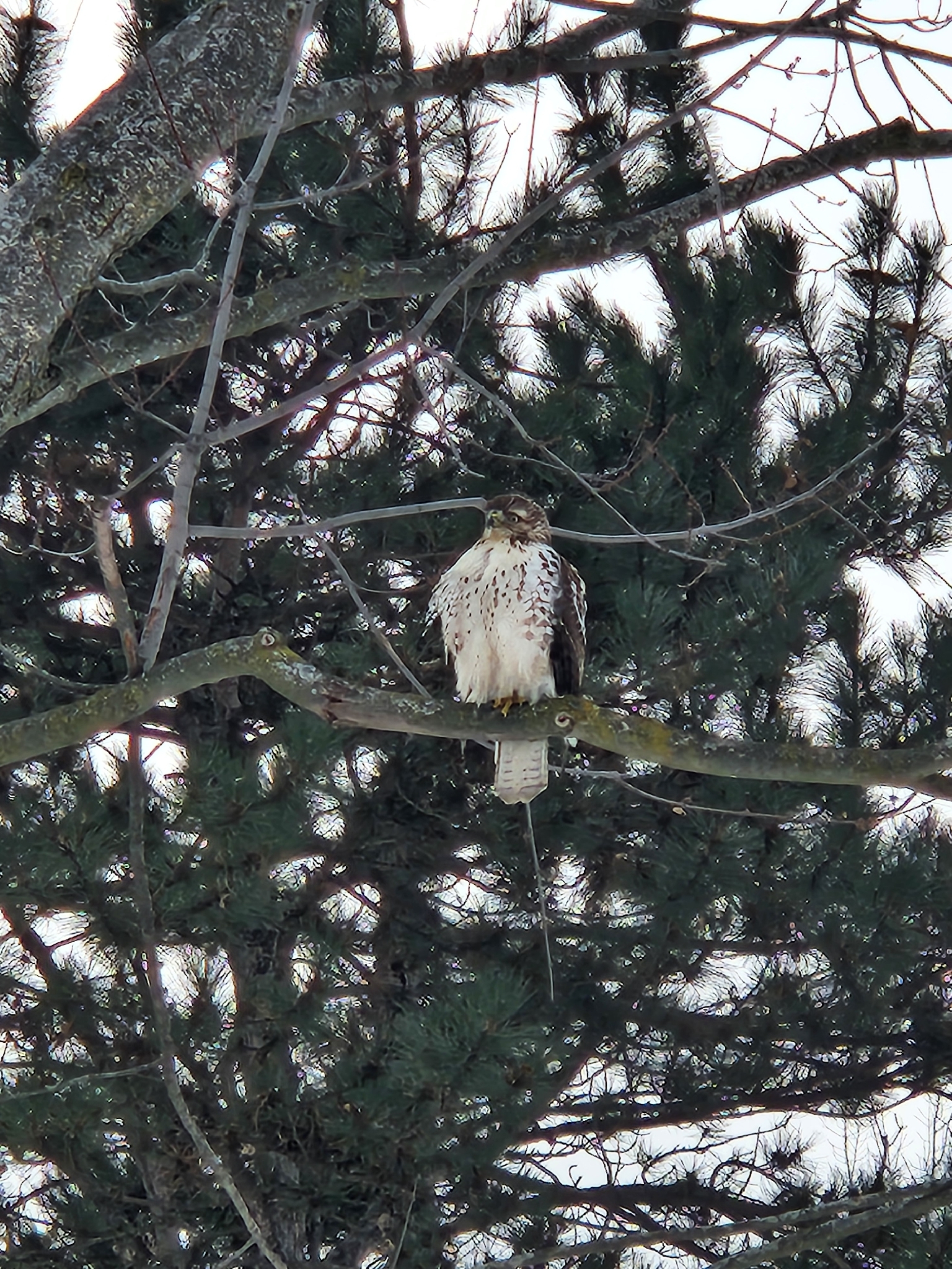 Buteo jamaicensis (Gmelin, 1788)