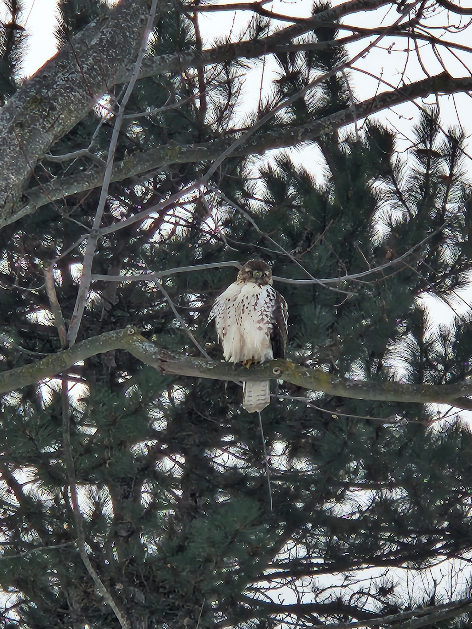 Buteo jamaicensis (Gmelin, 1788)