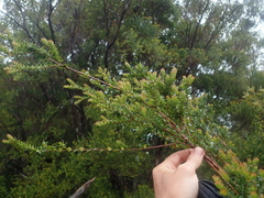 Metrosideros stipularis