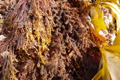 Microcladia borealis