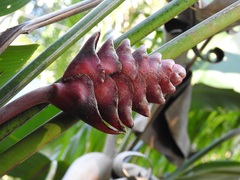 Heliconia mariae