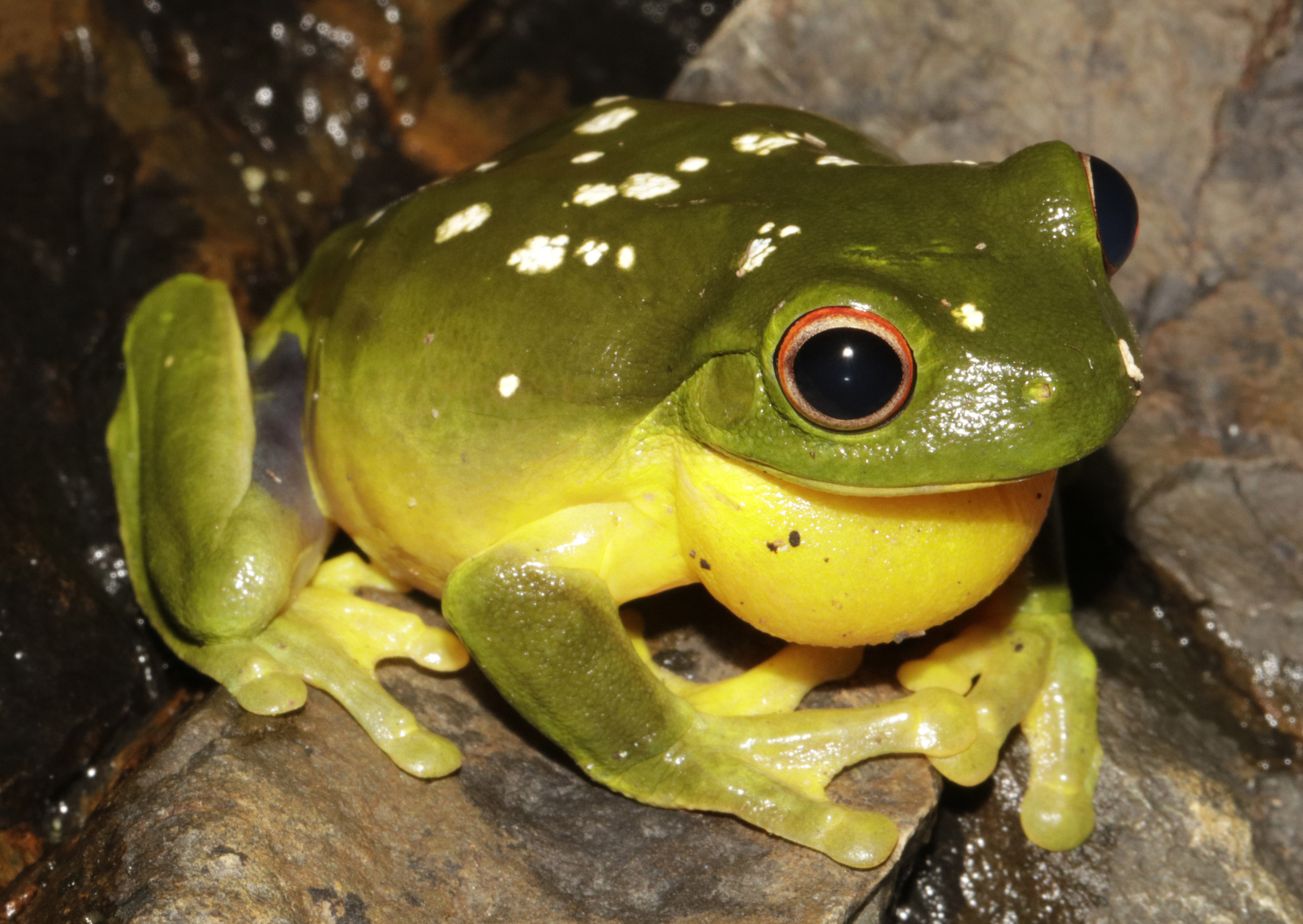 Pelodryadidae