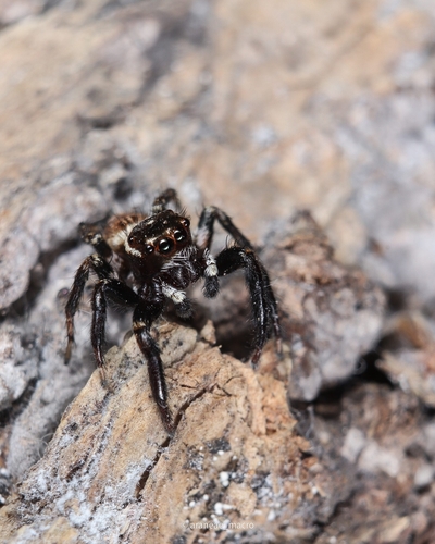 Mediterranean white-banded spider, Yazlık, photo 4 of 10