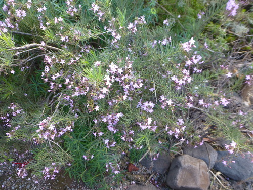 Campylanthus salsoloides, photograph 6