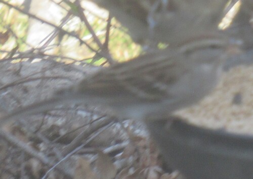 Chipping Sparrow (Spizella passerina), photo 2