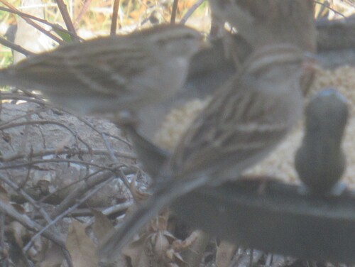 Chipping Sparrow (Spizella passerina), photo 1