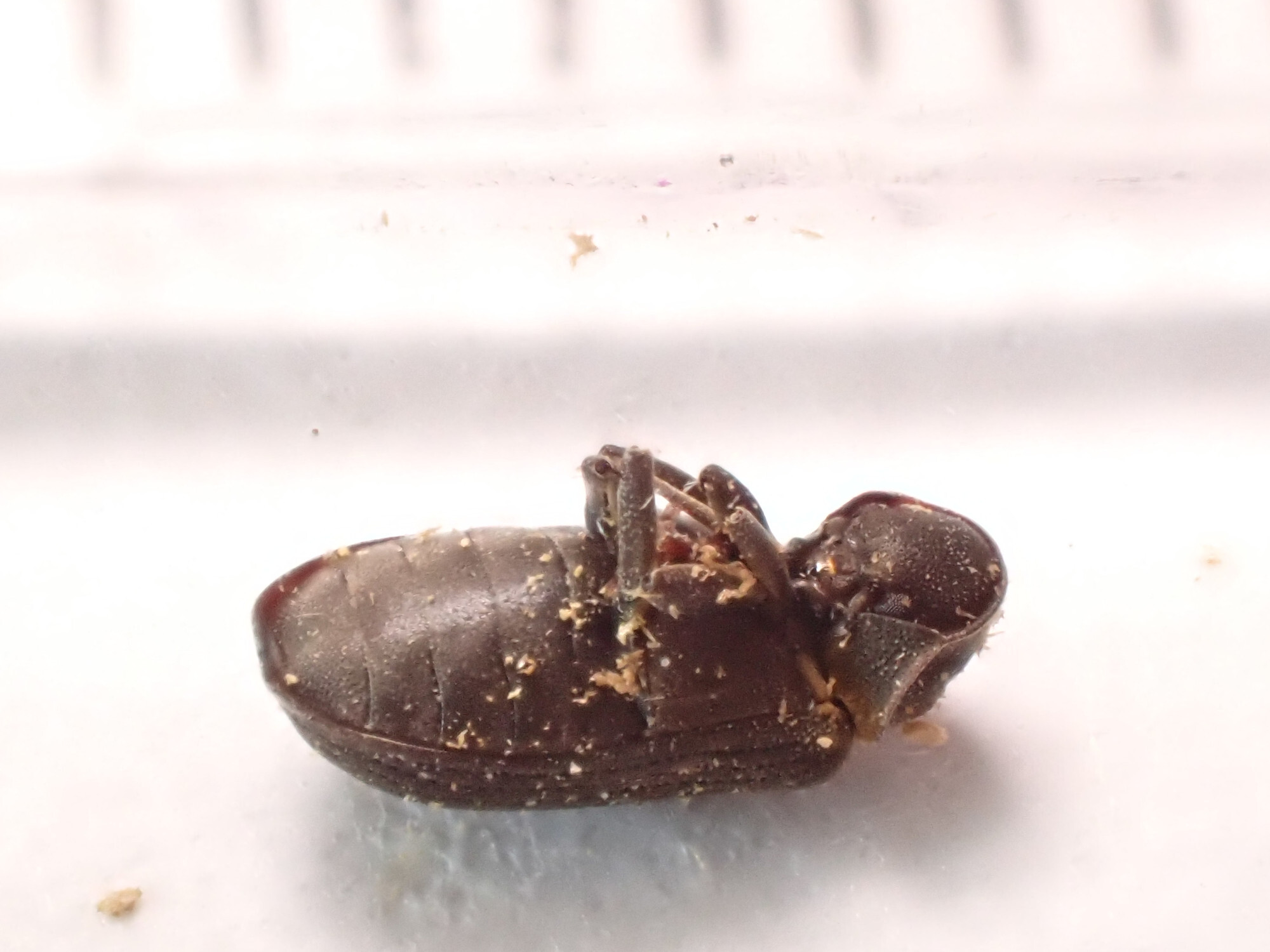 Hadrobregmus pertinax