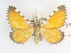 Stamnodes tessellata