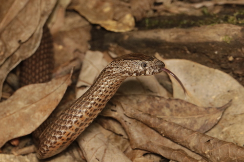 Golden-crowned Snake