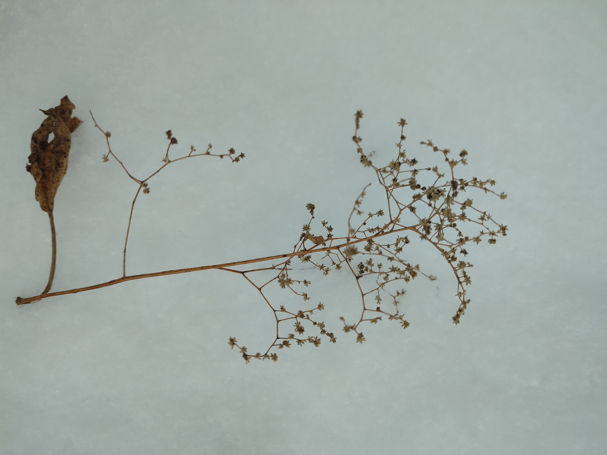 Manyseed goosefoot