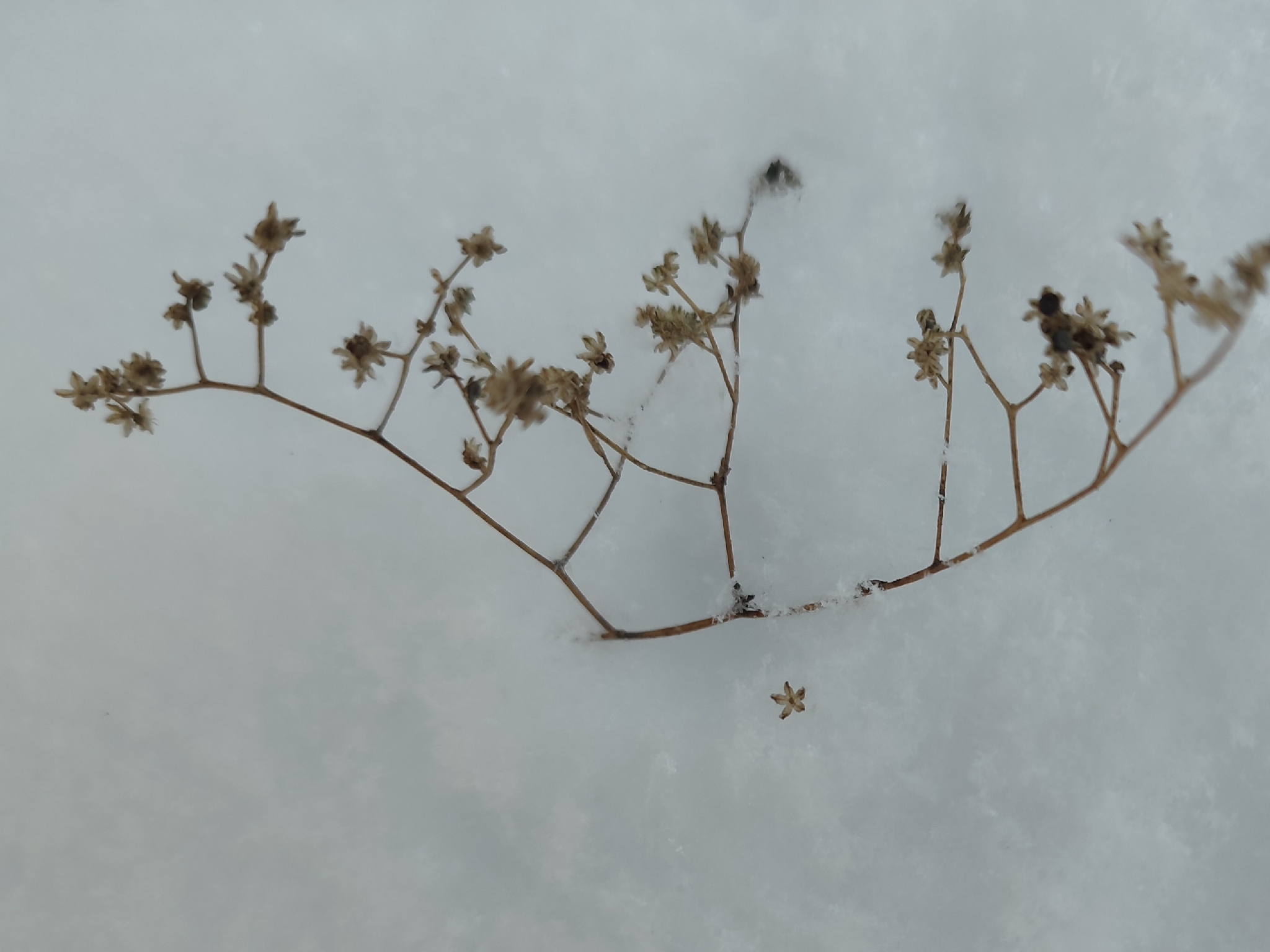 Imagem de Lipandra polysperma