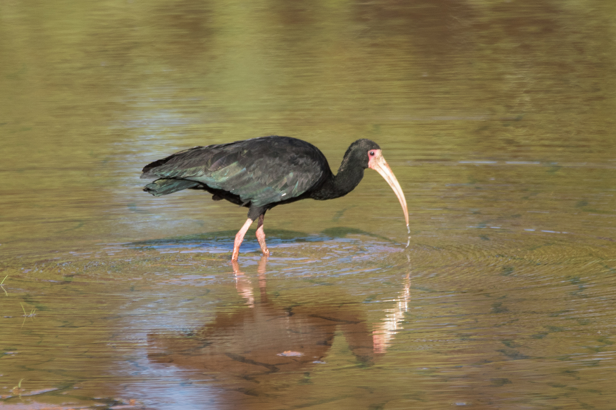 Bare-faced Ibis (Phimosus infuscatus), photo 5