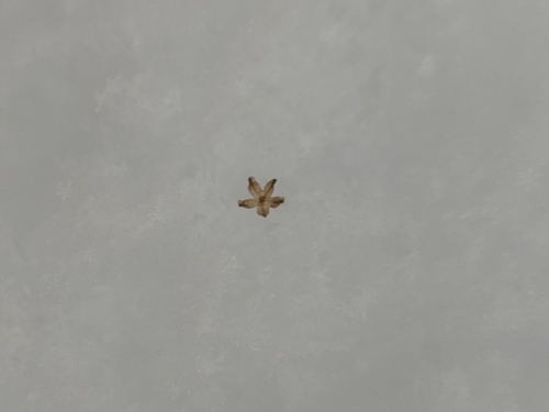 Foto de Lipandra polysperma