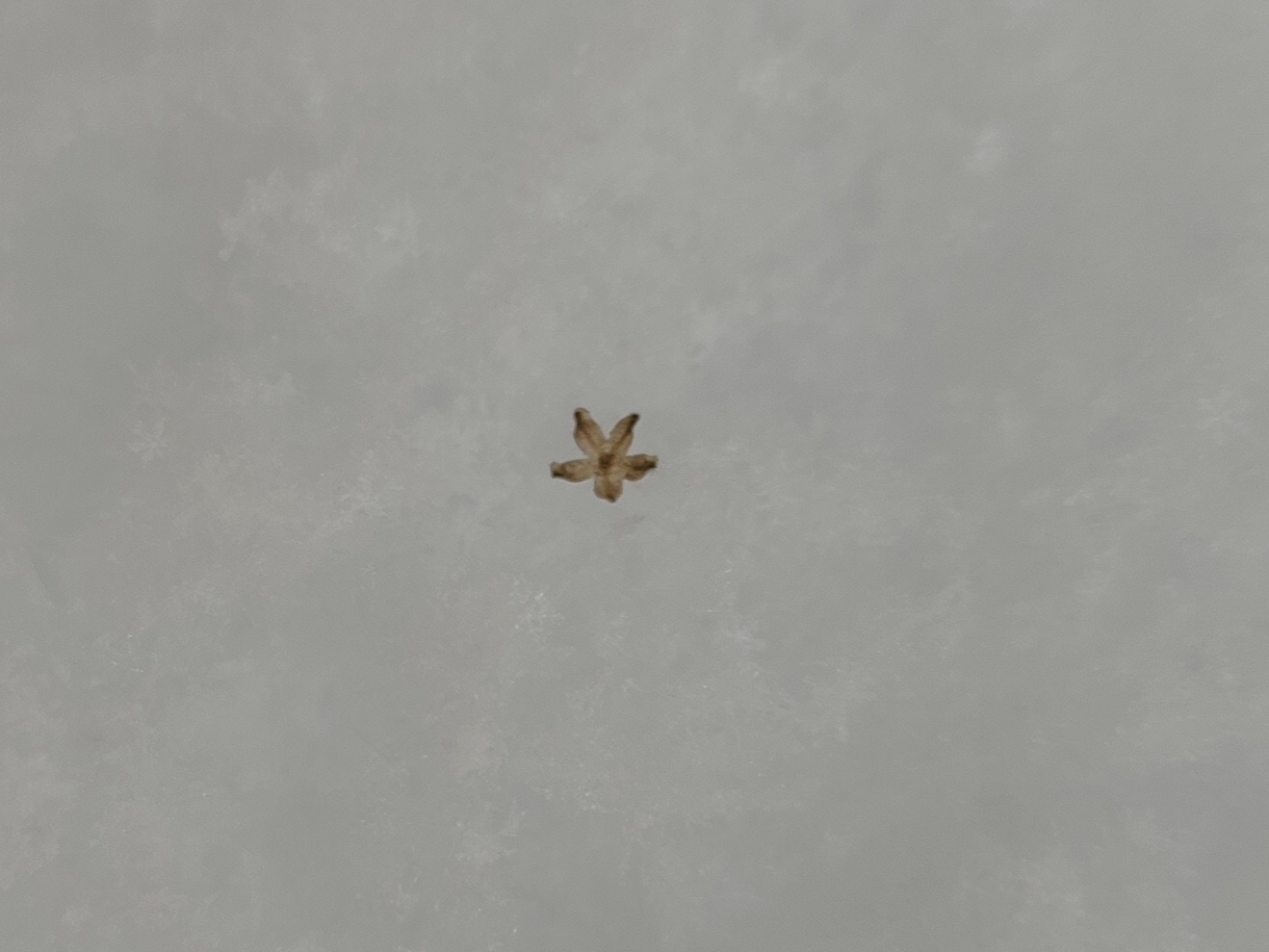 Imagem de Lipandra polysperma