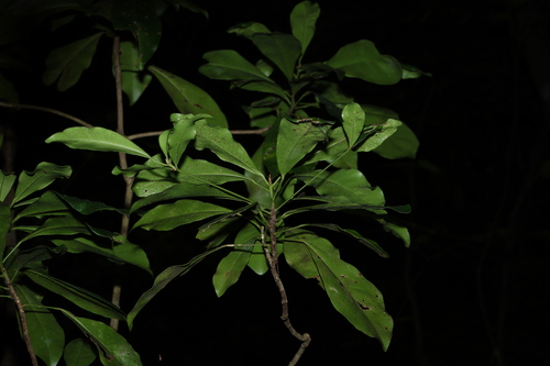 jointed baloghia (Baloghia marmorata)