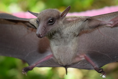 Eonycteris