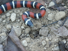 Lampropeltis polyzona