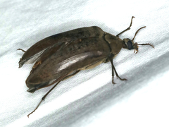 Trigonodera