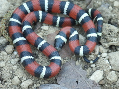Lampropeltis polyzona