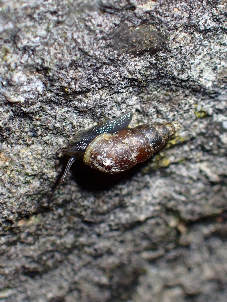 Napaeus roccellicola