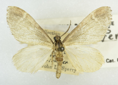 Stamnoctenis vernon
