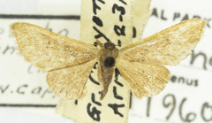 Idaea eremiata