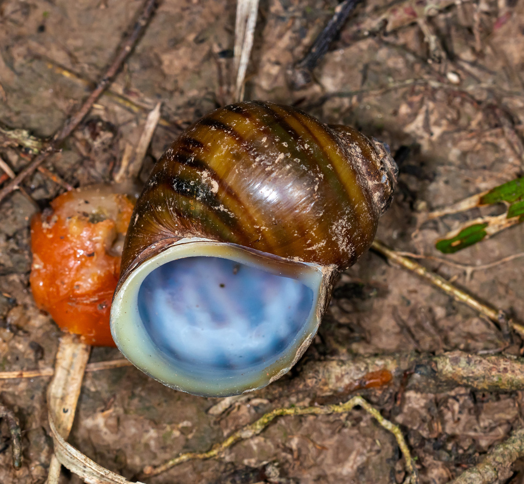 Asolene crassa