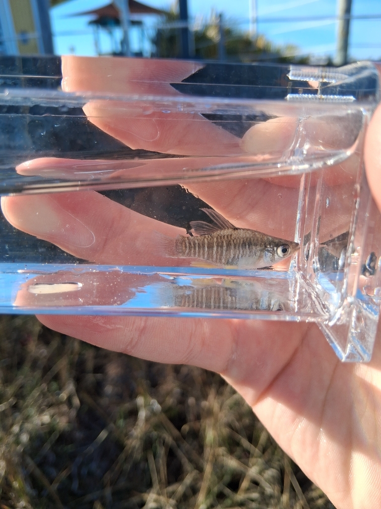 Diamond killifish (Fundulus xenicus) — Fundulidae