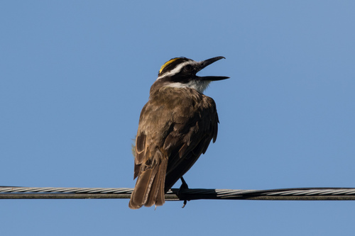 Great Kiskadee (Pitangus sulphuratus), photo 4