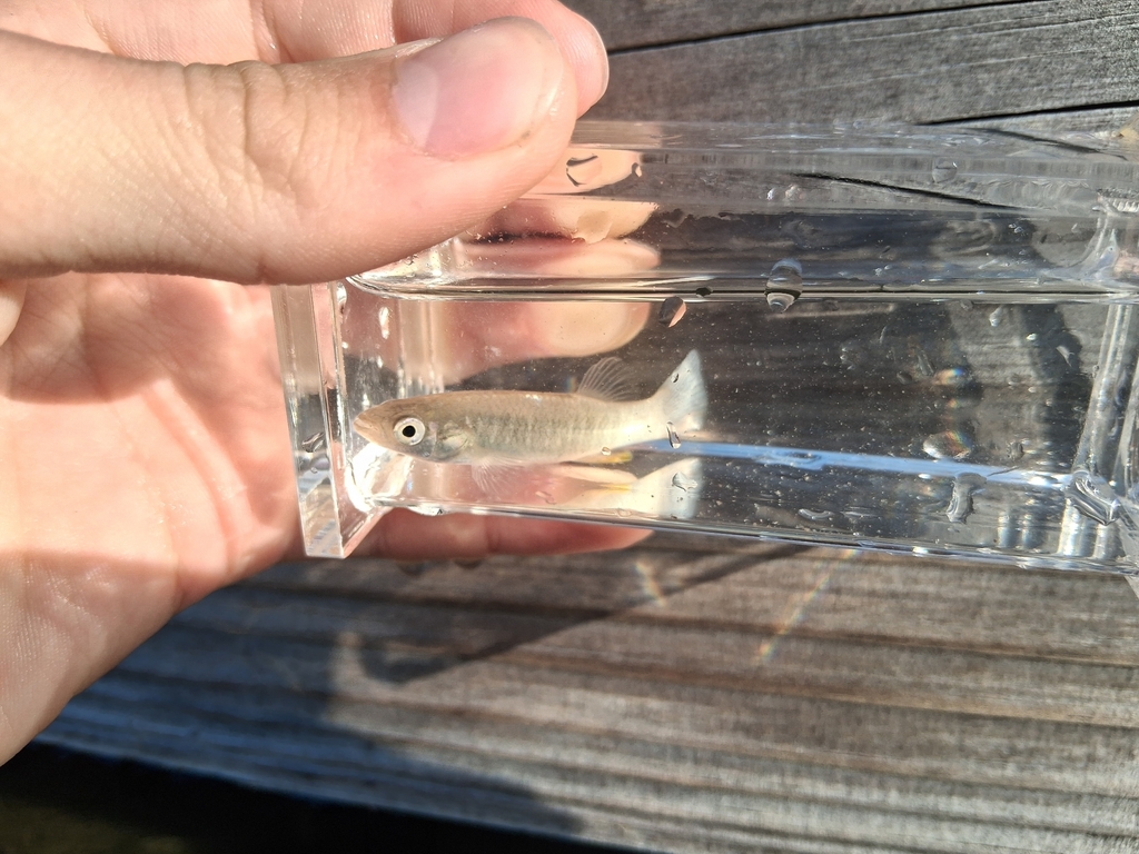 Gulf killifish (Fundulus grandis) — Fundulidae