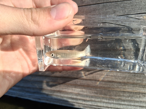 Gulf killifish (Fundulus grandis) — Fundulidae