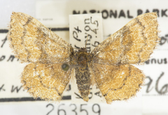 Leptostales rubromarginaria