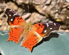 Hypanartia kefersteini