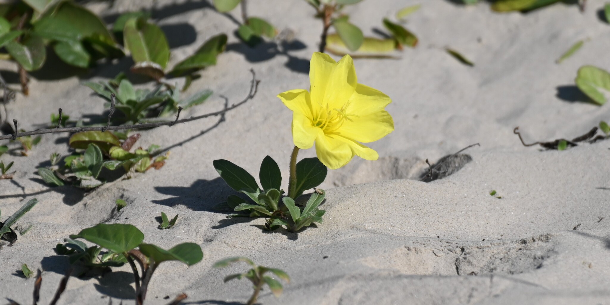 Beach evening primrose