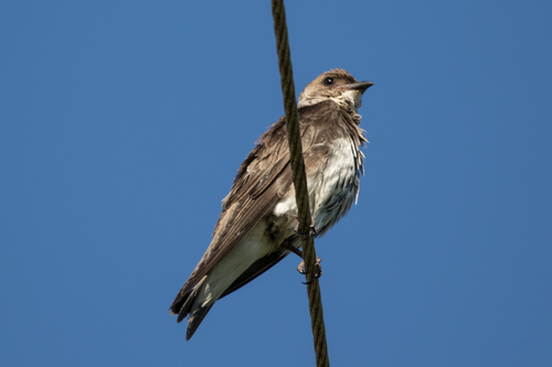Brown-chested Martin (Progne tapera), photo 3