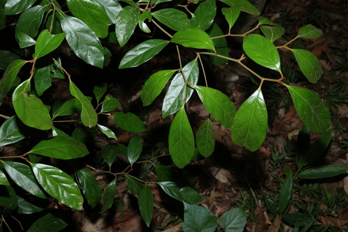 hairy walnut (Endiandra pubens)