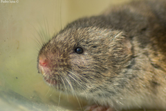 Mediterranean Pine Vole photo 2