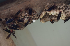 Polistes ferreri
