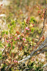 Vaccinium alaskaense