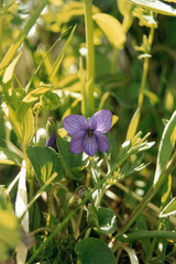Viola langsdorffii