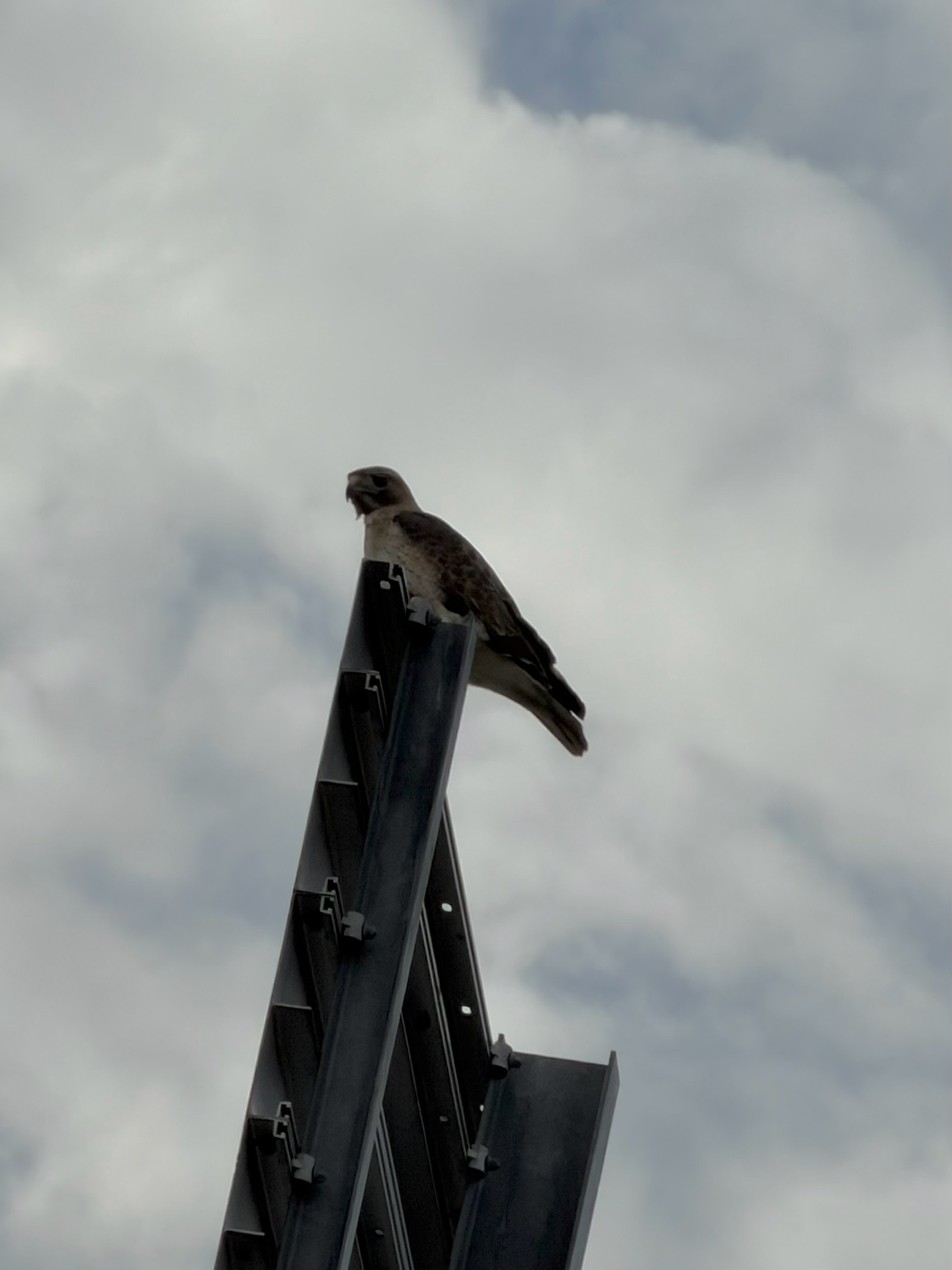 Red-tailed Hawk (Buteo jamaicensis), photo 10